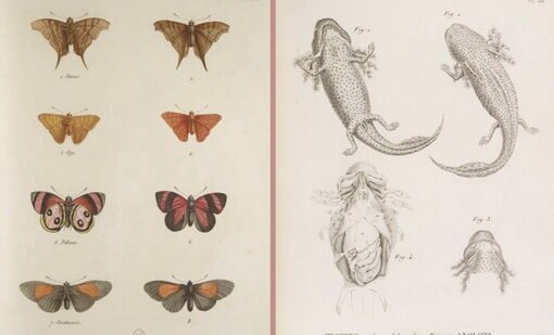 Alexander von Humboldt, Aimé Bonpland – Colección de observaciones de zoología y anatomía comparada (1811-1833)