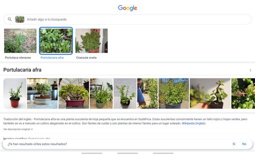 Herramientas útiles que ayudan a la investigación para el dibujo científico GOOGLE LENS