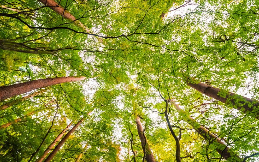 La importancia de las plantas en la vida humana